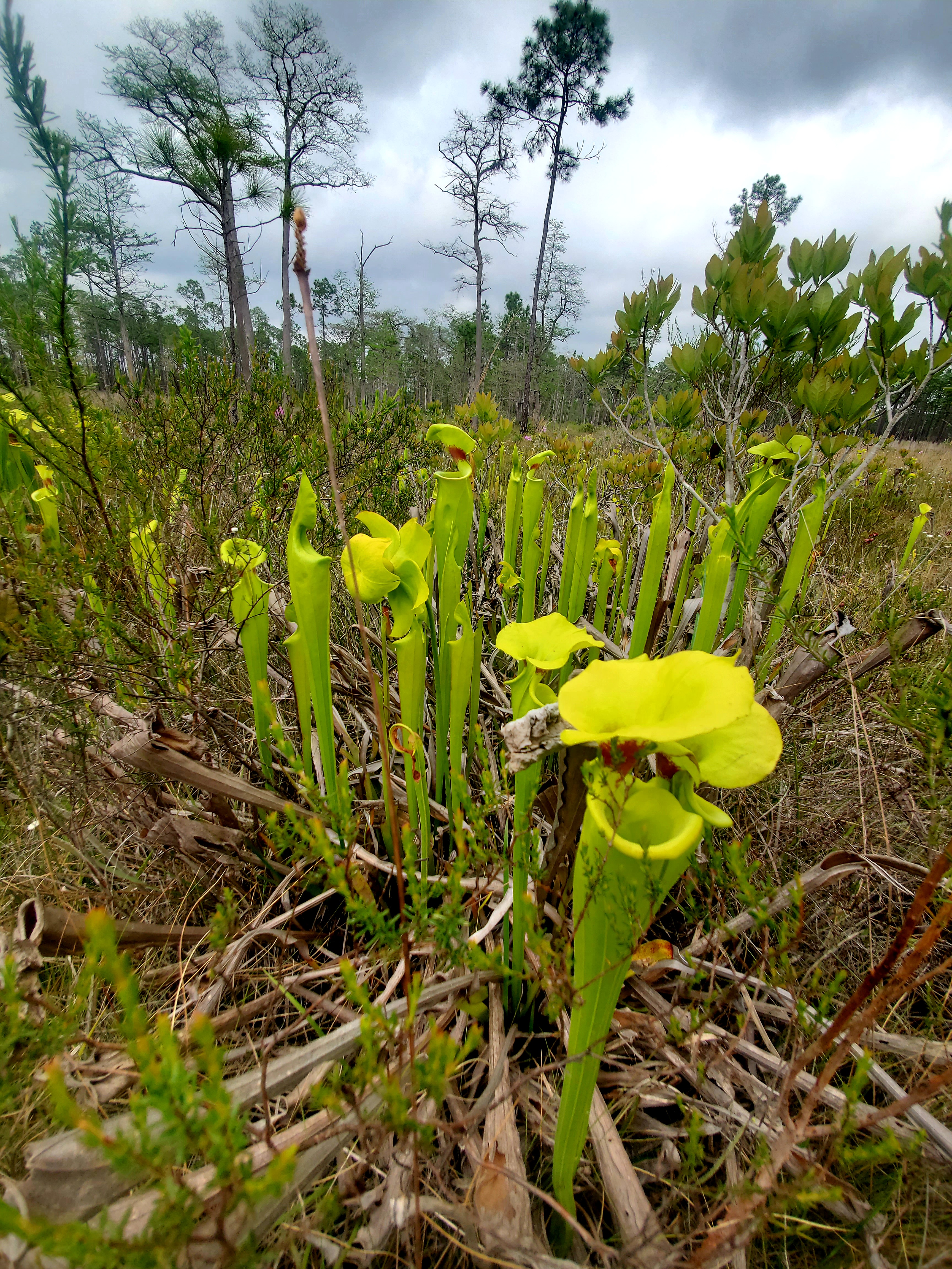 EARTH MONTH 2021 ADVENTURES: In Search of Carnivorous Plants in